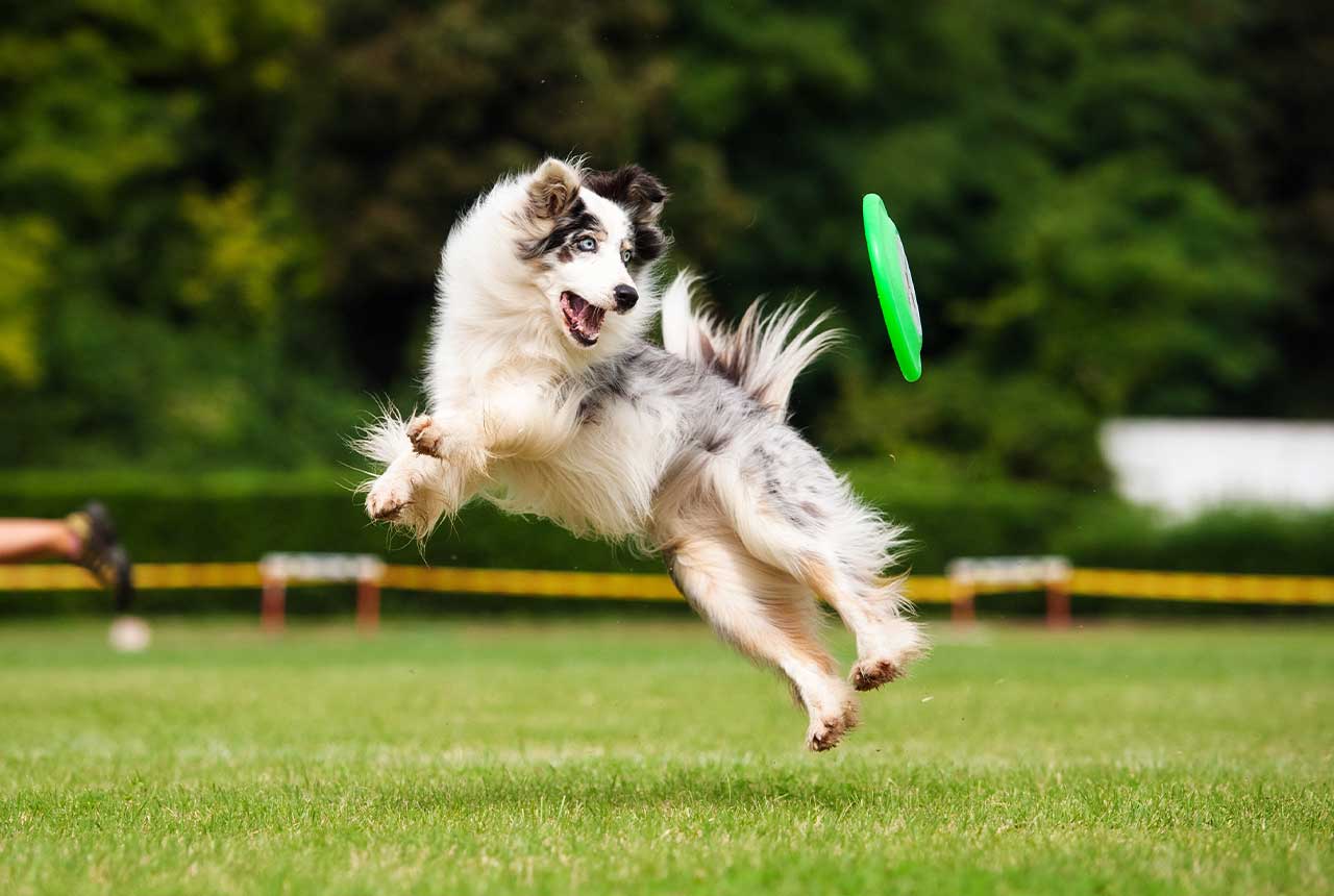 pratique sportive pour les chiens